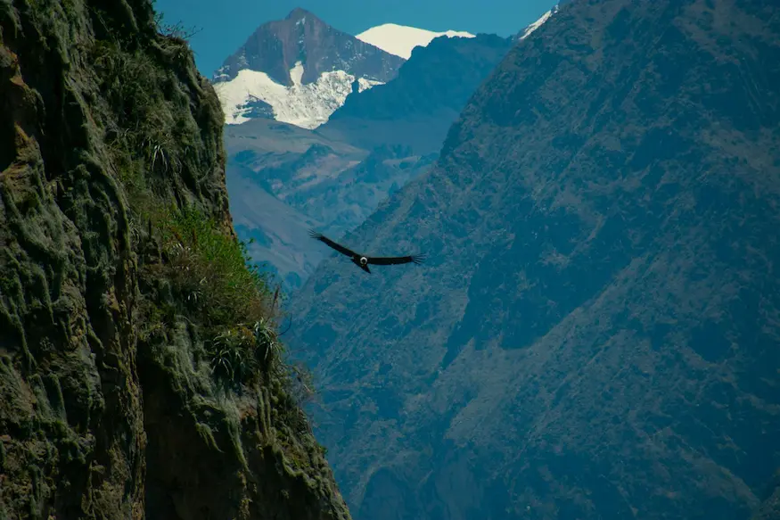 Colca Canyon 1 Day