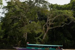 Amazonas