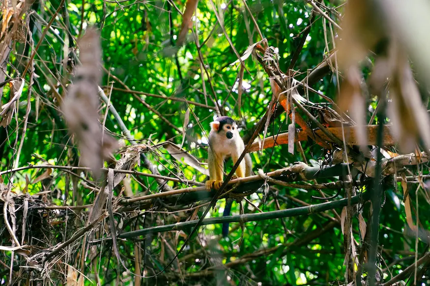 Tambopata National Reserve, 3 days