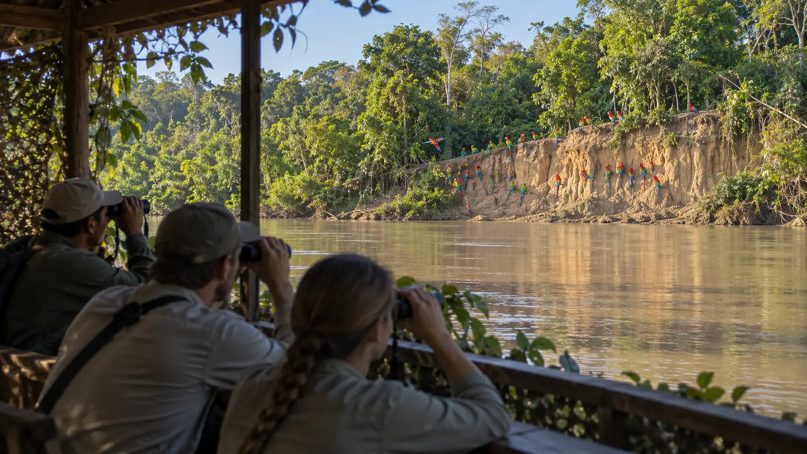 Travelers observing distant macaws and parrots from a designated hide in Alto Tambopata